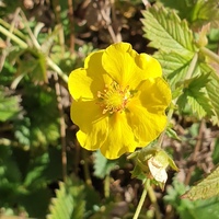 Potentilla  'Mont D'Or'